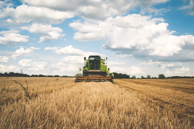 Średnia cena pszenicy konsumpcyjnej w regionie na początku października w skupach wynosi ok. 700 zł. Sprawdziliśmy, ile kosztują w regionie i inne zboża: jęczmień, żyto, pszenżyto, owies.