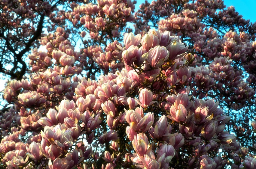 Kwitnące magnolie w Kluczborku.