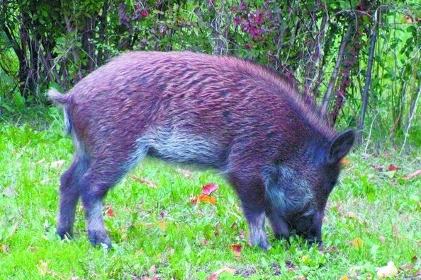 Podlaskie. Afrykański pomór świń zaszkodzi gospodarceAfrykański pomór świń najszybciej jest przenoszony przez przemieszczające się dziki. Na Białorusi już wcześniej wykryto tę chorobę, dlatego tereny przy granicy były uważnie monitorowane.