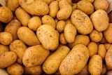 Zbiory unijnych ziemniaków mają być wyższe niż przed rokiem