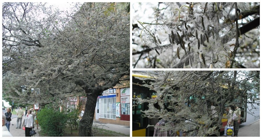 Na ul. Paderewskiego jest drzewo jak oplecione jedwabiem... żyje tam tysiące gąsienic