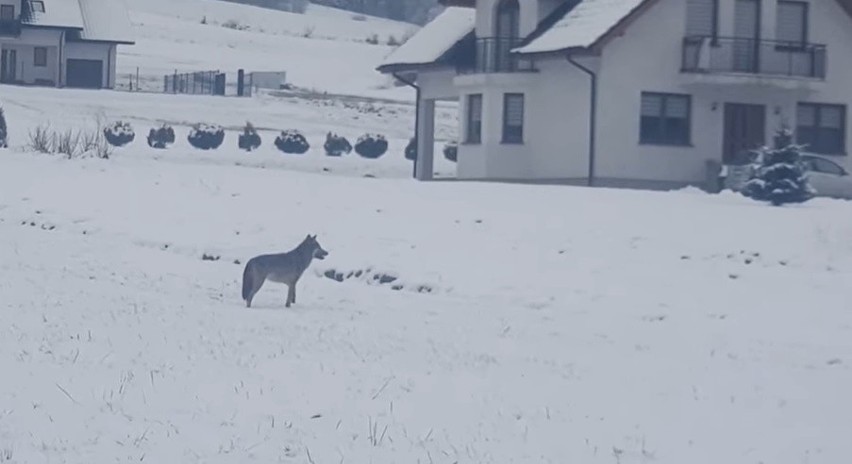 Wilk swobodnie biegał po osiedlu pod Tymbarkiem. "Trudno to wyjaśnić" [WIDEO]