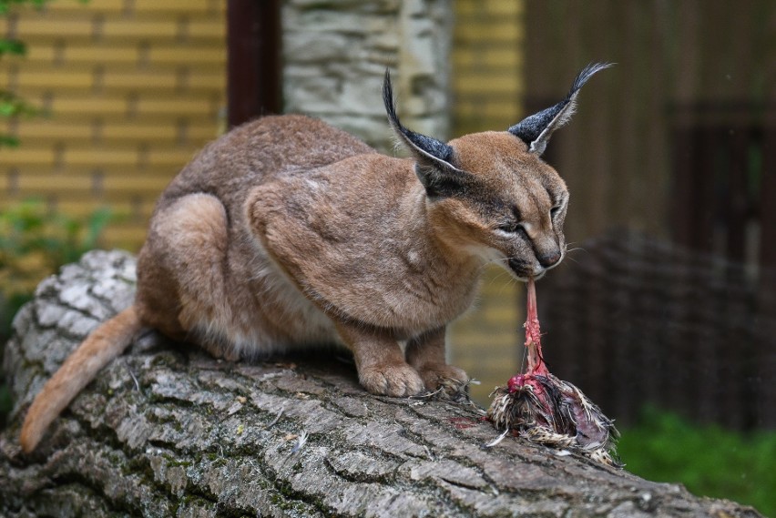 Leżak: Baloo, przybij piątkę! Cisna lubi owoce, ryśki wolą...