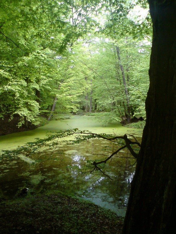 Las Odrzański - okolice Krępy