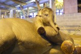 Chorzów: Powitanie młodych słoni w chorzowskim zoo - Neda i Scotta