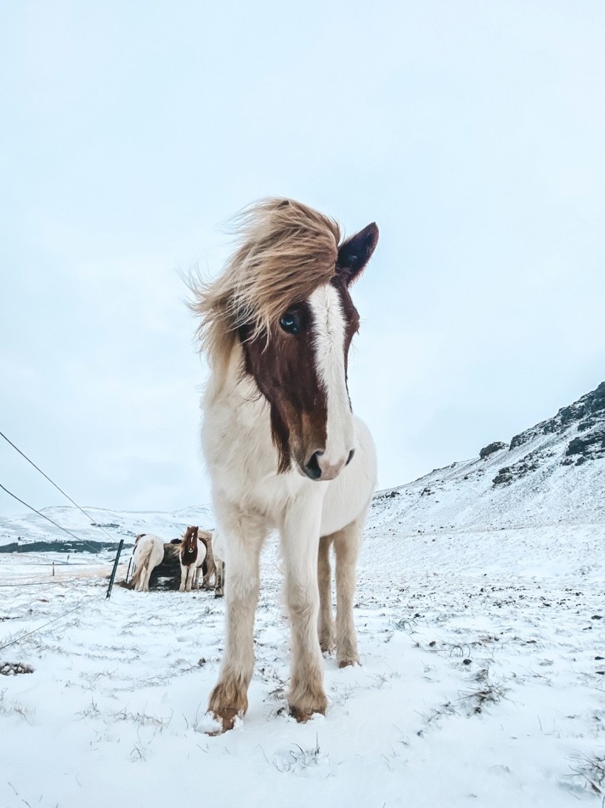  Koronawirus na Islandii. Polka opowiada, jak wygląda teraz życie na wyspie. Zobacz wideo