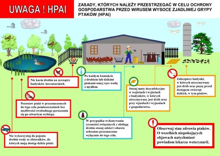 Zasady postępowania w sytuacji zagrożenia ptasią grypą