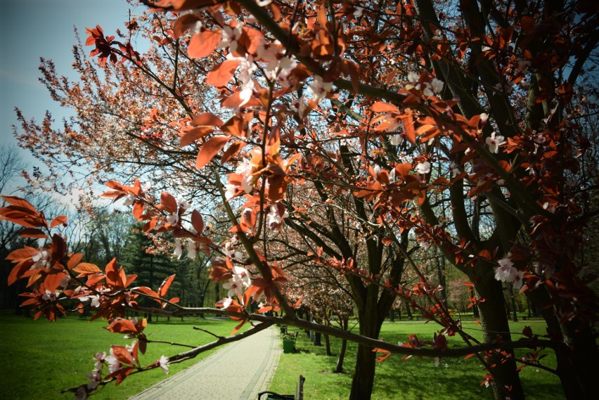 Park Kościuszki w Katowicach