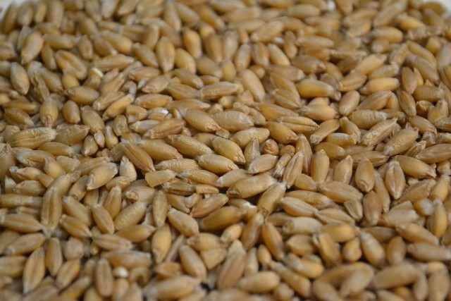 Cena pszenżyta jest o ok. 60% wyższa niż rok temu w I połowie stycznia.