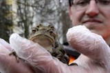 "Daj przejść żabie". W Gdańsku wolontariusze pomagają żabom przejść przez jezdnie [ZDJĘCIA]