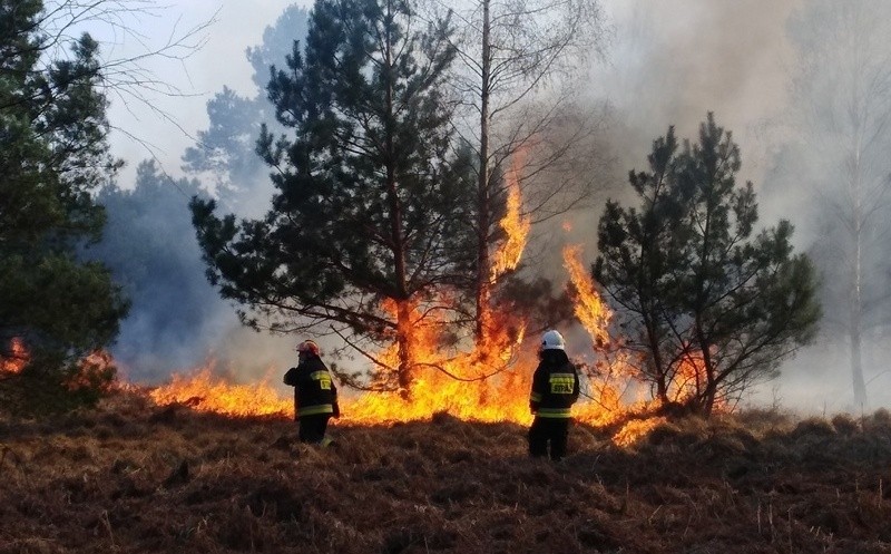 10 pożarów lasów w Starachowicach. Strażacy i leśnicy na tropie podpalacza