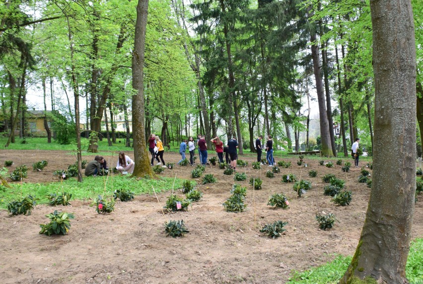 W parku miejskim w Krośnie posadzono czterysta rododendronów. To dar od niemieckiego Edewechtu [ZDJĘCIA, WIDEO]