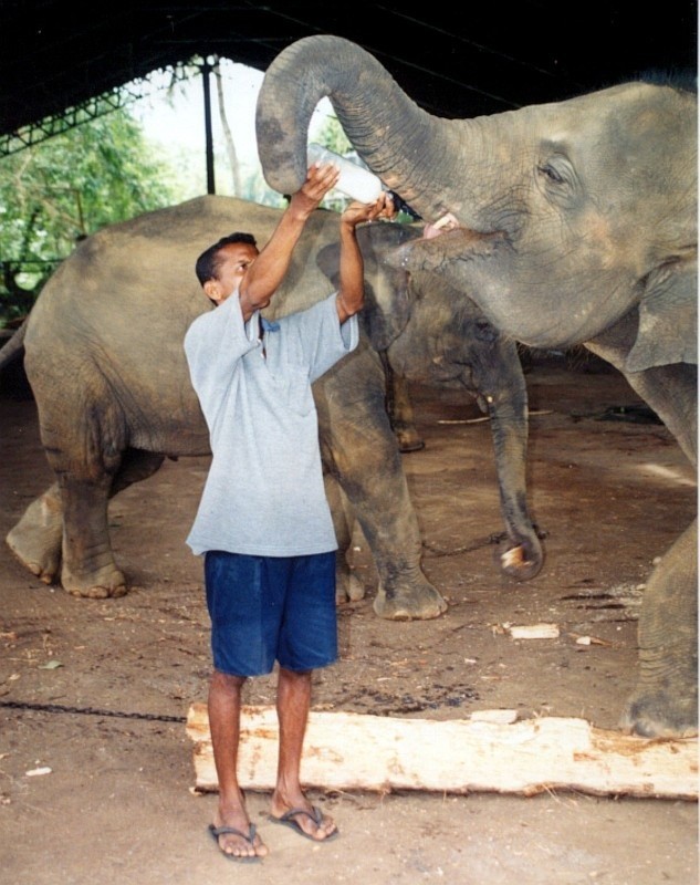 Sri Lanka - parada słoni 
