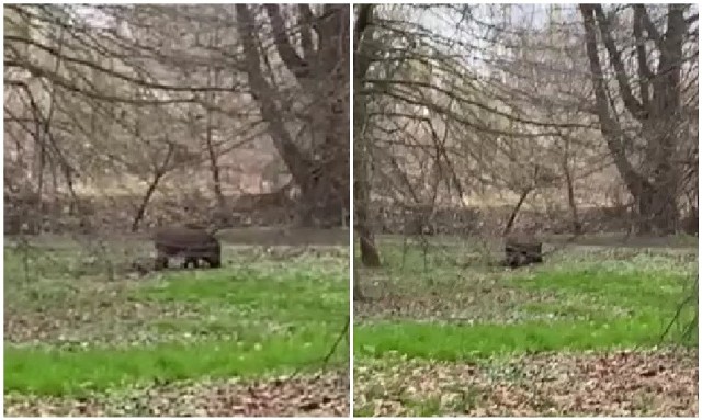 Ważne jest, aby osoby odwiedzające park, widząc dzika oddaliły się od miejsca, gdzie przebywa. W przypadku zagrożenia ze strony dzikiego zwierzęcia, skontaktuj się z dyżurnym CZK pod numerem: 71 770 22 22.