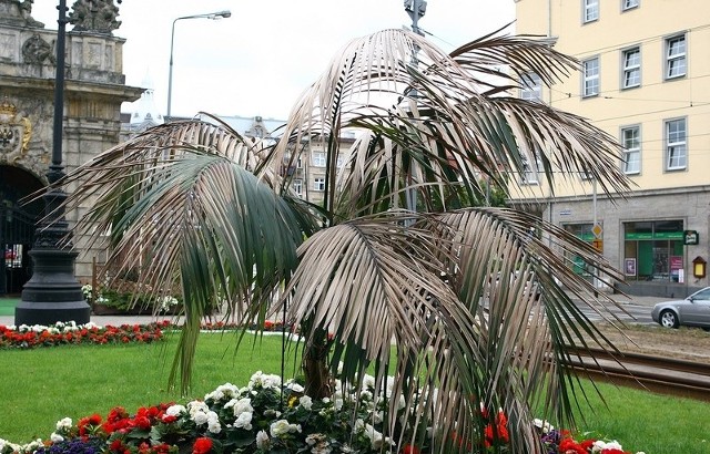 Palma, która miała ozdabiać plac przy Bramie Królewskiej zaczyna straszyć. Z dnia na dzień ma coraz więcej suchych liści.