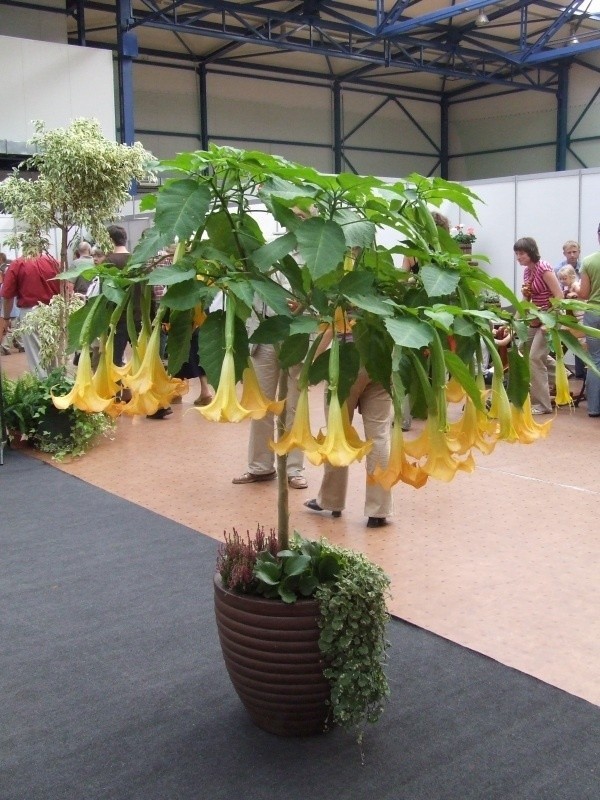 Datura, czyli bieluń, to bardzo modna roślina w ogrodach i na tarasach. Jej zdziczała odmiana, rosnąca często na nieużytkach, to niebezpieczny dla życia narkotyk. Ale amatorzy mocnych przeżyć szukają go w aptekach i sklepach z ziołami. Na szczęście nie dostaną.