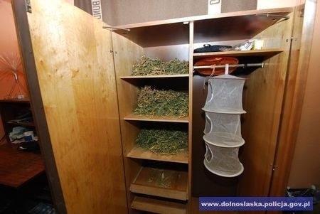 Dolny Śląsk: Zlikwidowano plantację marihuany. Policjanci znaleźli kilogram narkotyków (ZDJĘCIA)
