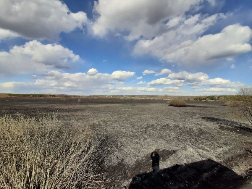 Seria popaleń w powiecie hajnowskim. 9 pożarów – 15 ha spalonych łąk i lasów