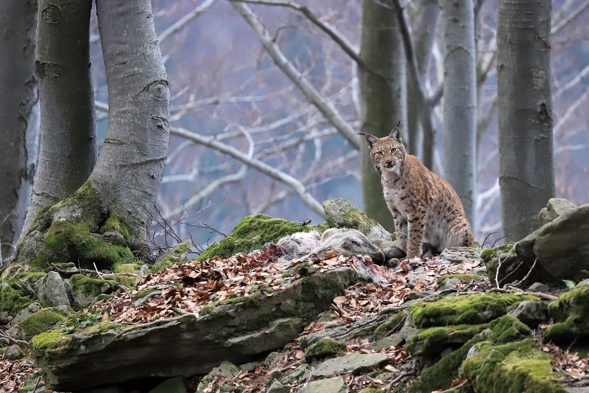 Pierwszą nagrodę w kategorii „Fauna i flora" zdobył Roman...