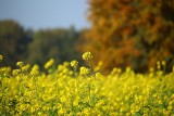 Prognoza pogody na wtorek i środę. Będzie upalnie, ale i deszczowo