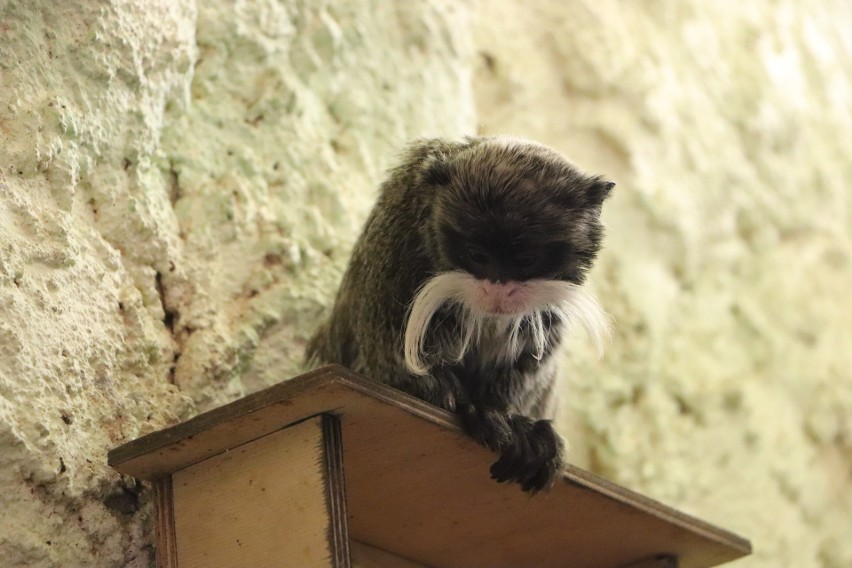 Gdańskie zoo ma nowego mieszkańca. To samiec tamaryny cesarskiej