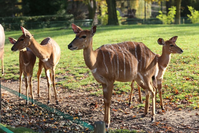 Śląski Ogród Zoologiczny zamieszkuje prawie 3 tys. zwierząt!