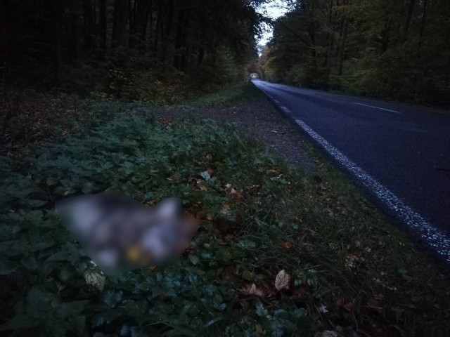 Młody wilk zginął pod kołami samochodu koło Ostropola w gminie Barwice.
