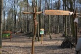 Koronawirus pokrzyżował plany leśnikom, ale spacery po lasach w okolicach Żar i Żagania są bezpieczne