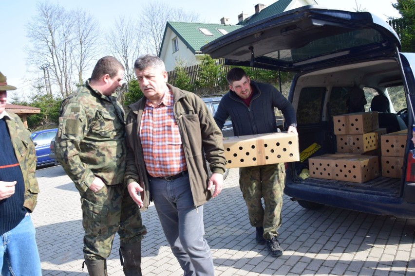 Kuropatwy wyfrunęły z kartonu i rozbiegły po polu. - Będą...