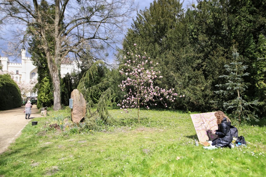 Magnolie w Arboretum w Kórniku już kwitną.