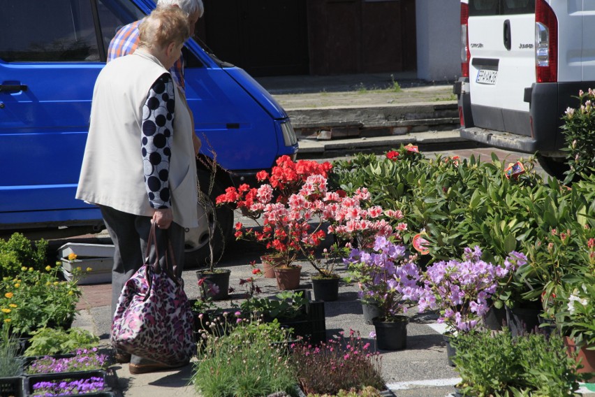 Łodzianie już zaczęli ukwiecać balkony i tarasy 