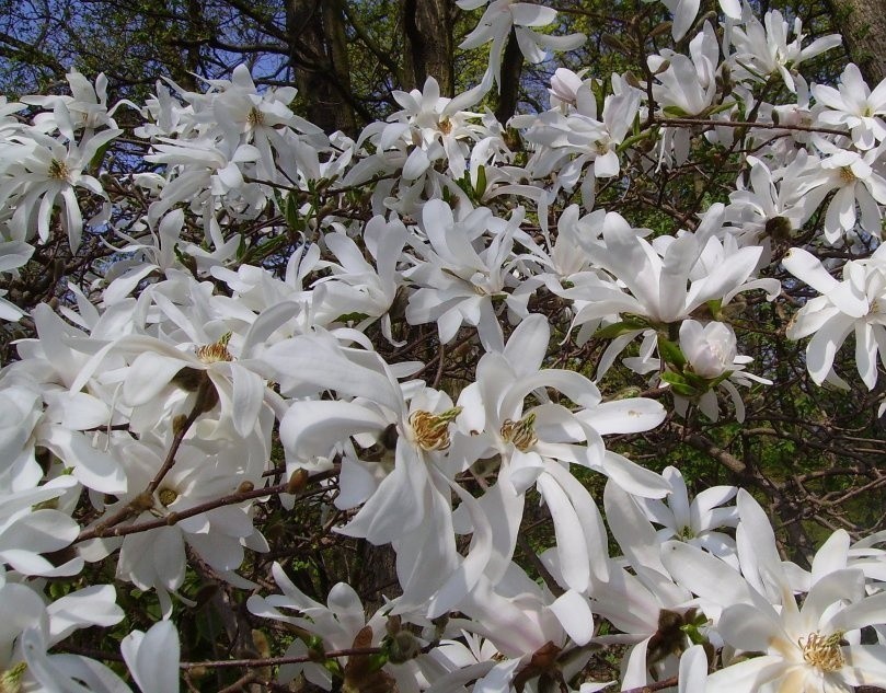 Magnolia gwiaździsta musi mieć też wilgotne podłoże, trzeba...