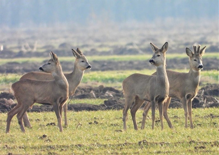 „Zawsze fascynowała mnie natura. Dzikie zwierzęta chyba mnie...