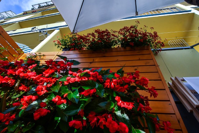 Imponujące kompozycje kwiatowe zdobiące bydgoskie ogrody i balkony