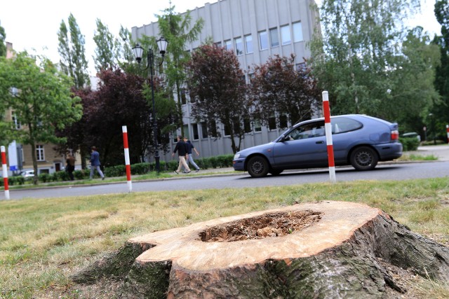 Pod koniec czerwca w Toruniu wycięto drzewa przy Fosie Staromiejskiej