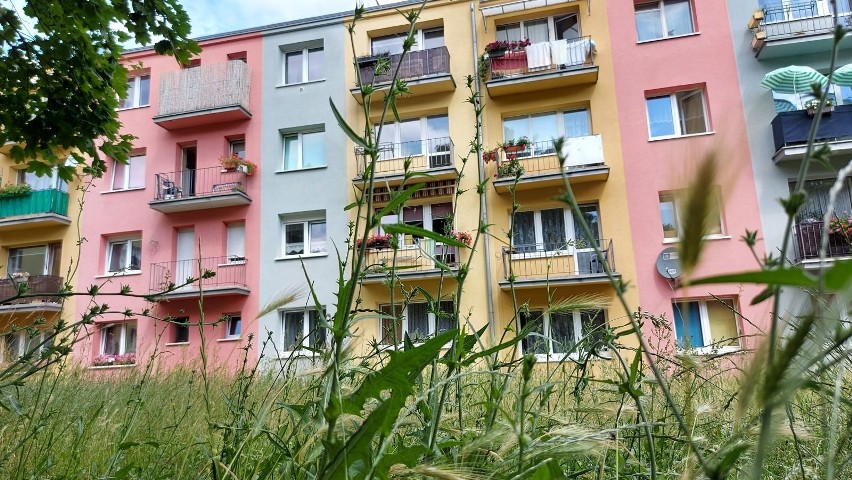 Mieszkańcy Zielonej Góry zwracają uwagę, że w niektórych...