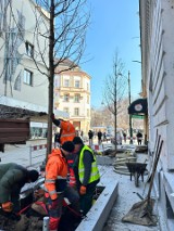 Są! Sadzą drzewa na Krupniczej w Krakowie. Tak powstaje deptak, choć powoli