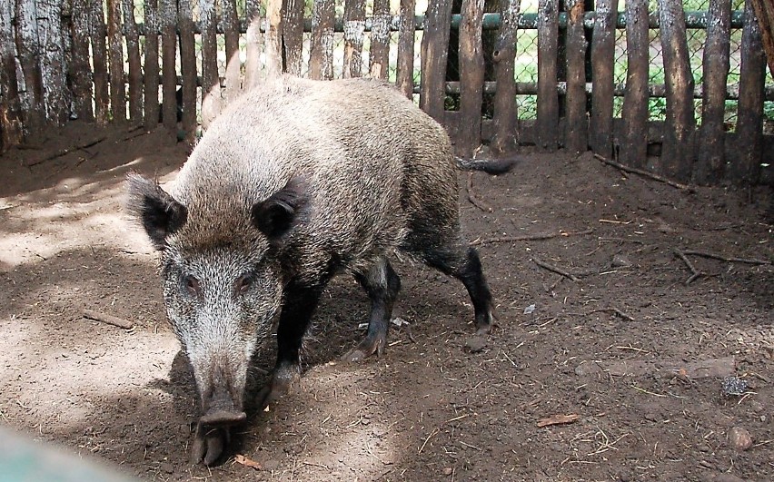 Zderzenie z dzikiem w Tarnowie. Zwierzę padło, samochód w rowie