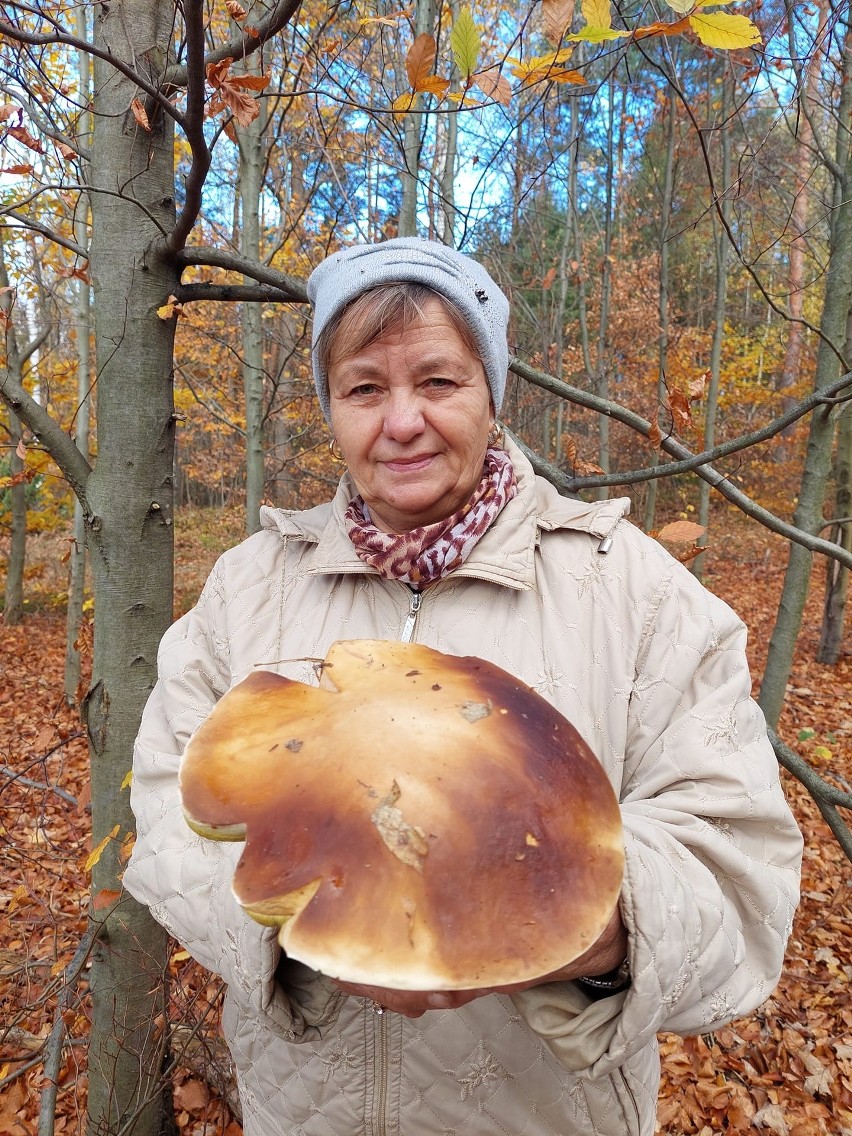 Piękny okaz znalazła pani Kasia w Lasach Starachowickich