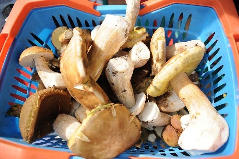 Sezon grzybowy 2017 już trwa! Gdzie na Pomorzu warto wybrać się na grzyby?