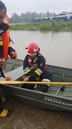 Nowy Korczyn: Buscy strażacy uratowali... małe sarenki. Zwierzątka były uwięzione na wyspie na Wiśle [ZDJĘCIA]
