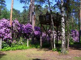 Rezerwat rododendronów koło Lublińca. Zachwyca i pięknie pachnie. Byliście już w tym roku w gminie Kochanowice?