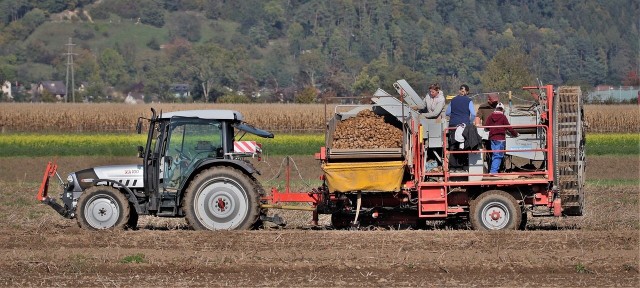 Główne zbiory ziemniaków w Polsce przypadają na wrzesień, w przypadku późnych odmian trwają na ogół jeszcze do końca pierwszej dekady października.