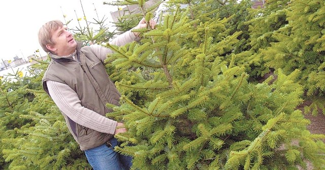 Piękne drzewka w punkcie sprzedaży przy ul. Połczyńskiej w Koszalinie 