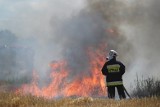 Pożar na poligonie w Świętoszowie! Żołnierze walczą z żywiołem