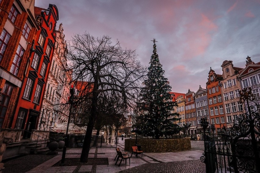 Choinka na Długim Targu w Gdańsku już stoi! Świąteczne iluminacje pojawiły się także przy Forum Gdańsk 