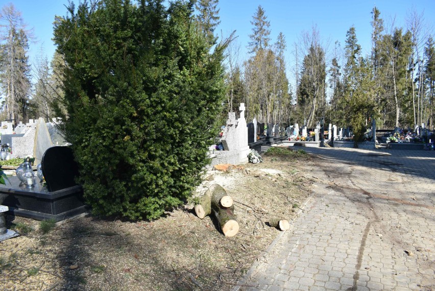 Podhale. Wycinka drzew na cmentarzu w Zębie. Mieszkańcy są poruszeni. Ksiądz tłumaczy, że drzewa były zagrożeniem
