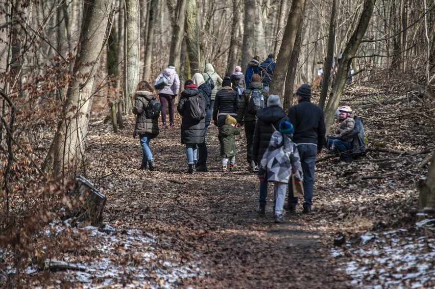 Zakwitły pierwsze śnieżyce, tłum Wielkopolan ruszył więc na...