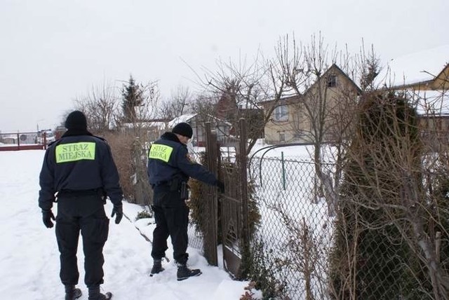 Pies terroryzował mieszkańców