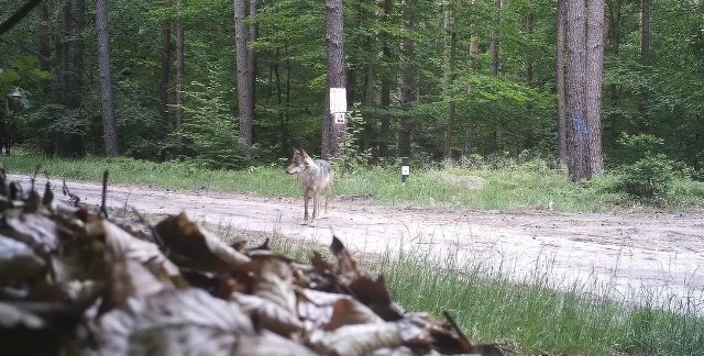 Wilki coraz częściej są widziane w Lubuskiem. Duże grupy wędrują w okolicach Maszewa i Bytnicy.